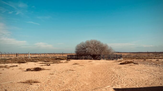 The Sahabi Tree Jordan: A Guide to the 1,500-Year-Old Blessed Tree